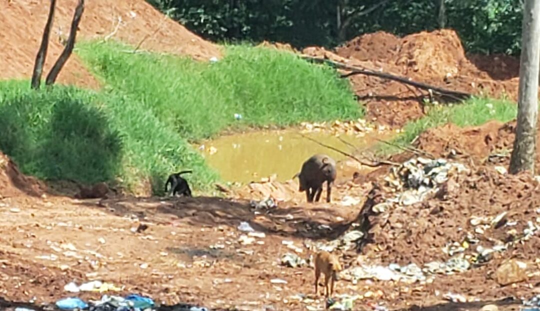 ASTORGA PR – Vigilantes da Gestão Pública notifica Prefeitura por potencial crime ambiental