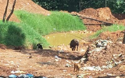 ASTORGA PR – Vigilantes da Gestão Pública notifica Prefeitura por potencial crime ambiental